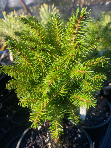 Picea abies 'Horace Wilson' - Maple Ridge Nursery